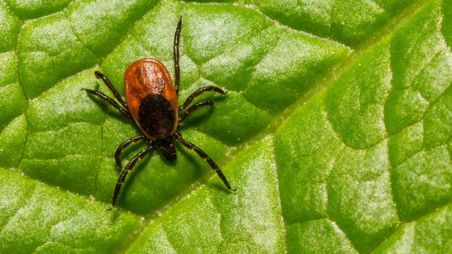 health-officials:-bad-year-for-tick-borne-diseases