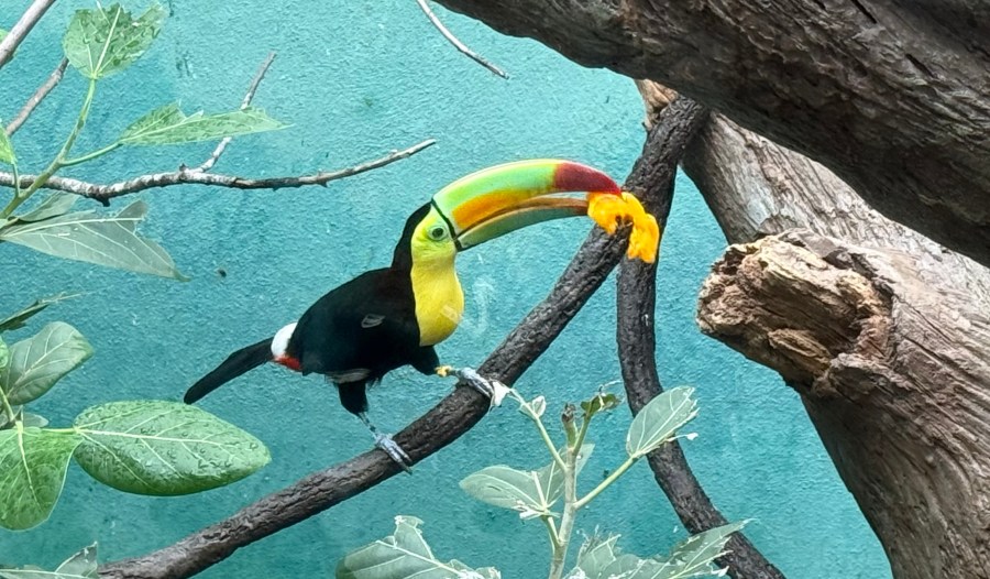 toucans-seized-at-border-rehabilitated-at-bronx-zoo