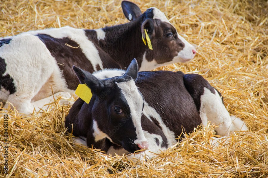 massive-cattle-theft:-64-holstein-calves-stolen-from-local-farm