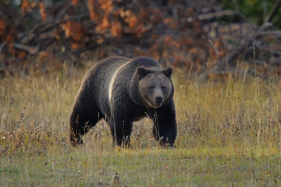 nps-confirms-yellowstone’s-first-bear-attack-of-2026;-several-trails-closed-amid-investigation