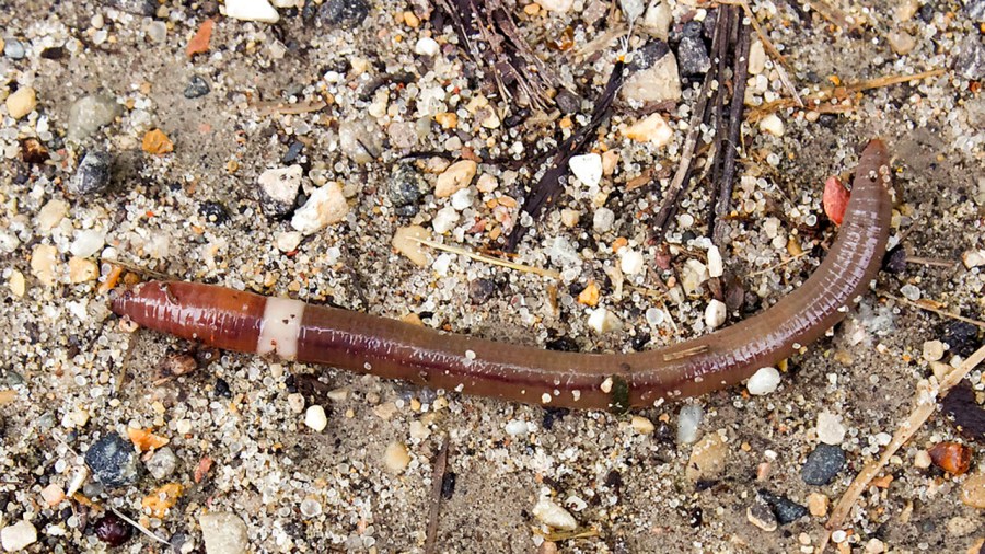 officials-drawing-new-attention-to-invasive-‘crazy-worm’-found-in-ohio-gardens