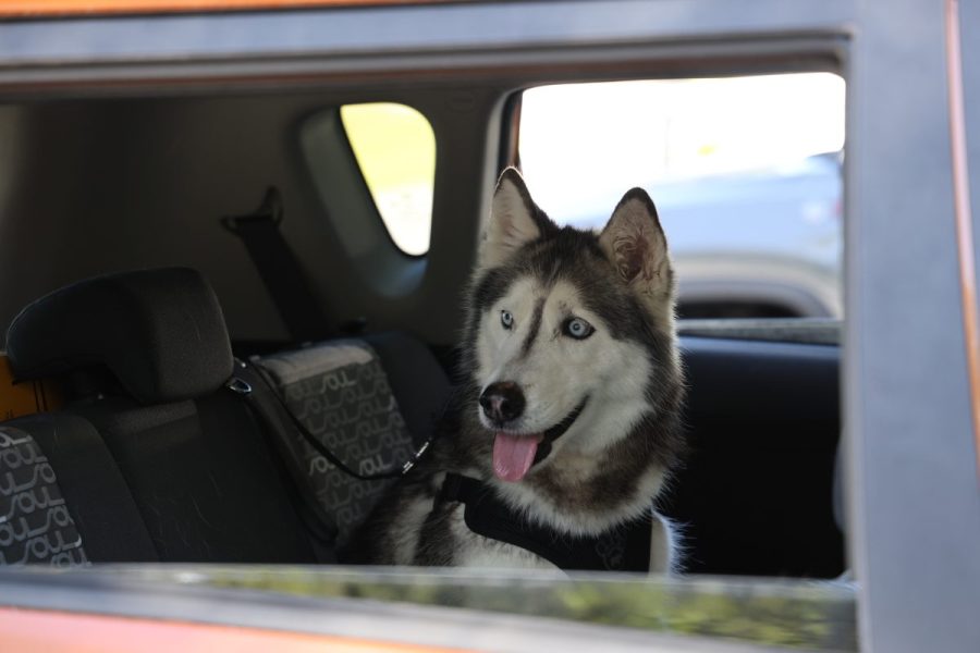 dog-missing-for-12-years-reunites-with-owner-after-1,400-mile-journey-from-florida-to-texas