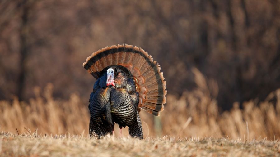 wild-turkey-tags-up-10%-so-far-in-ohio-hunting-season