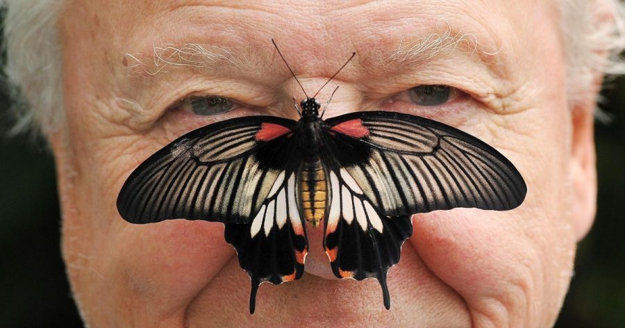 david-attenborough,-the-excited-but-hushed-voice-of-nature,-turns-100