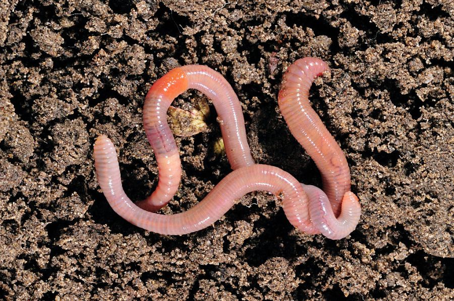 see-a-worm-in-your-yard?-it-might-be-invasive