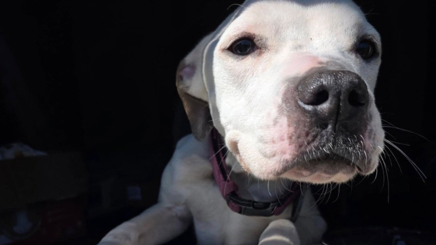 warren-woman-charged-with-multiple-counts-of-animal-cruelty,-abandonment