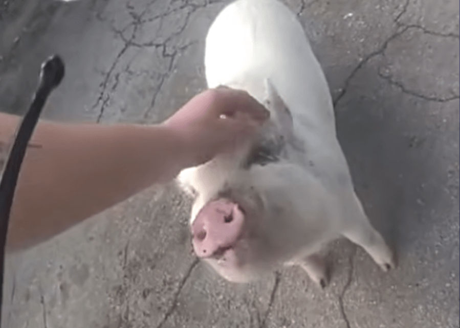 watch:-cops-reunite-‘hamlet’-the-pig-with-owner-in-ohio