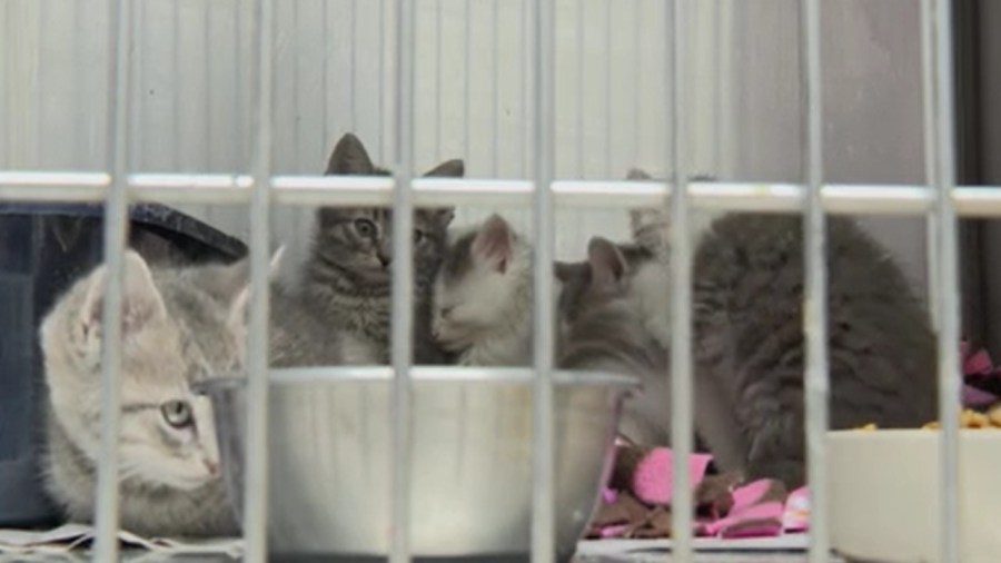 animal-charity-of-ohio-takes-in-over-80-animals-in-a-month,-looking-for-donations