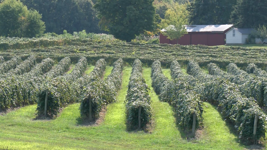 state-lawmaker-drafts-legislation-for-grape-growers-affected-by-contract-cancellation
