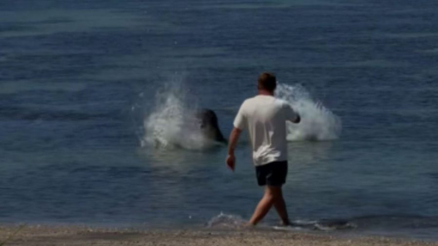 washington-man-arrested-for-throwing-rock-at-endangered-monk-seal-on-maui