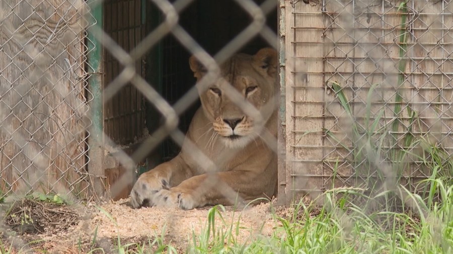 local-animal-sanctuary-opens-for-the-season