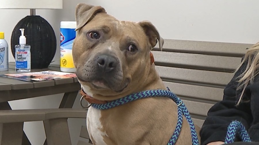 animal-charity-hosting-special-adoption-event-for-‘single-pets’