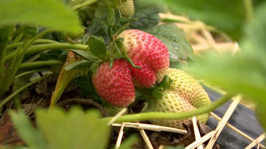 farmers-adjust-plans-to-work-around-fluctuating-spring-weather