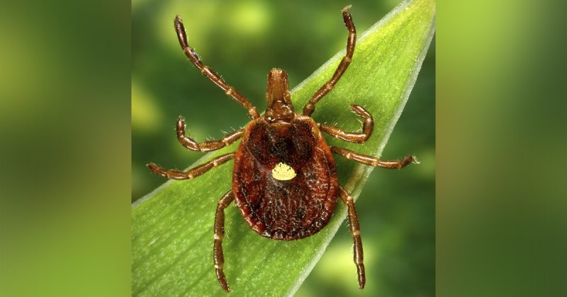 tick-that-causes-meat-allergy,-other-rare-virus-is-spreading:-what-symptoms-to-watch-for