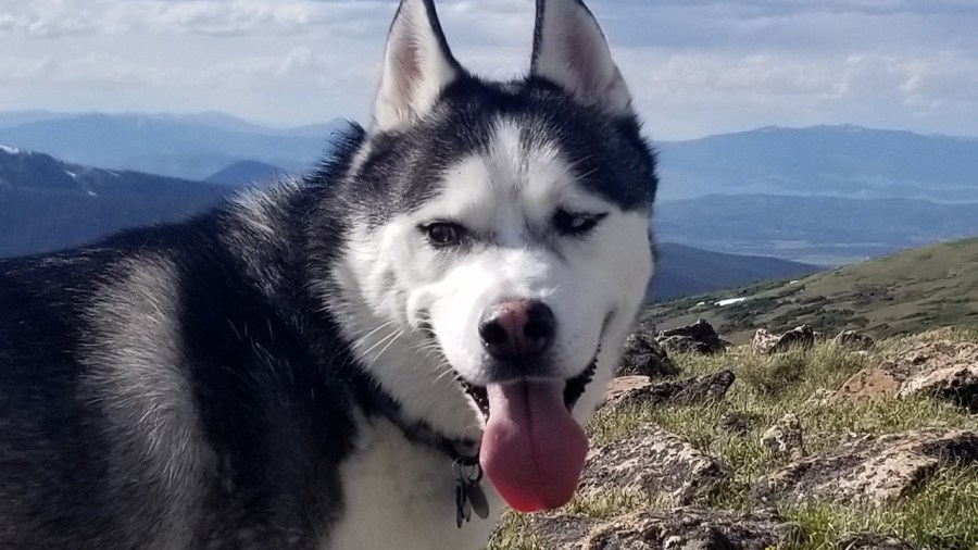 man-accused-of-taking-colorado-airman’s-dog-that-was-found-dead-is-arrested-in-florida