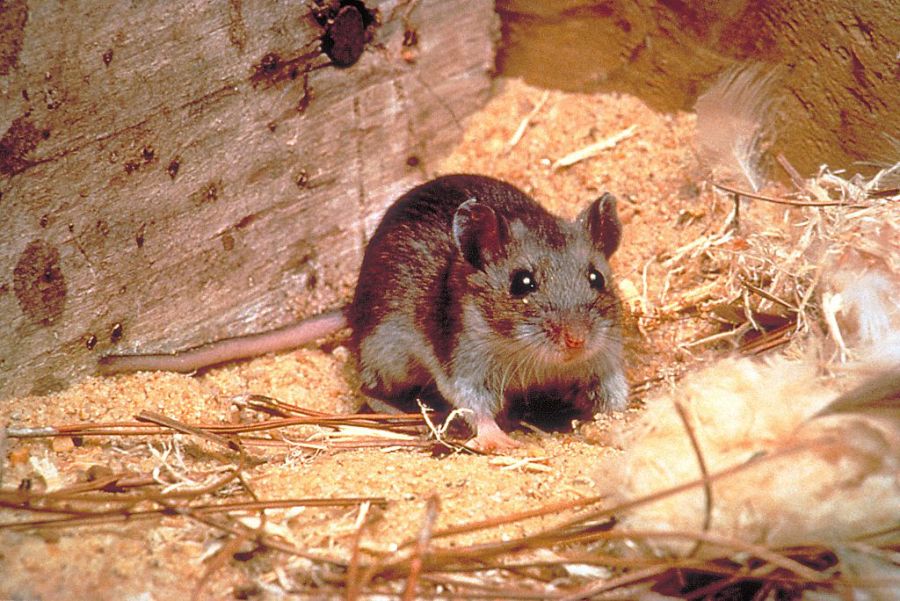 hantavirus-death-in-colorado,-not-linked-to-cruise-ship-outbreak