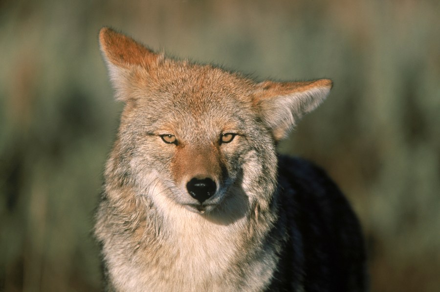 summit-metro-parks-warns-about-coyote-den