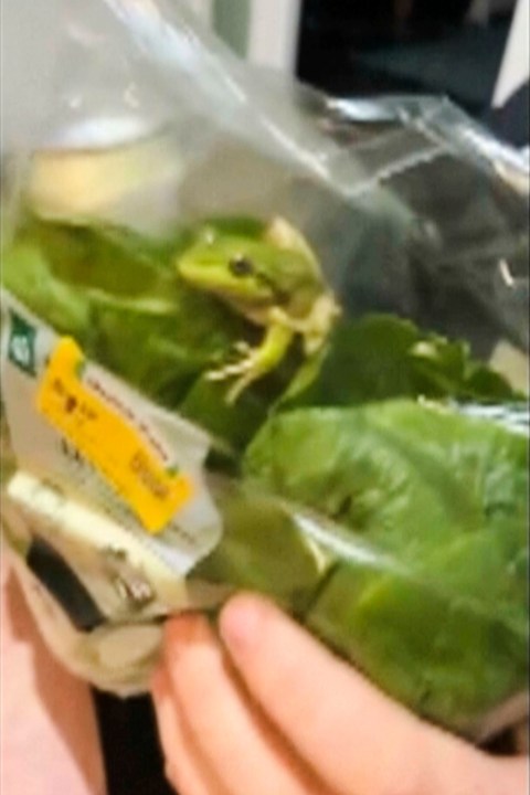 meet-greg,-the-live-frog-found-in-a-grocery-store-salad-bag