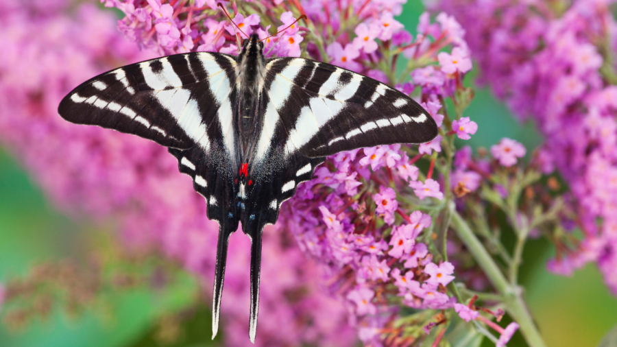 zebra-swallowtail-could-become-ohio’s-official-state-butterfly