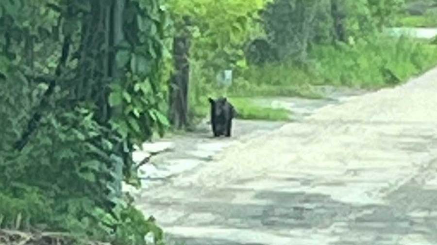 video:-bear-sighted-in-youngstown
