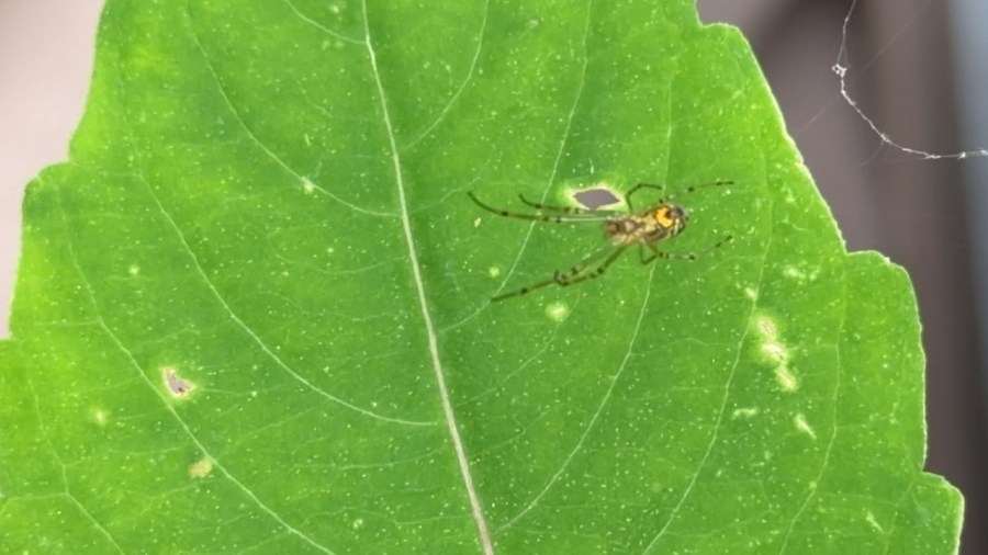 insect-bites:-how-to-identify-and-treat