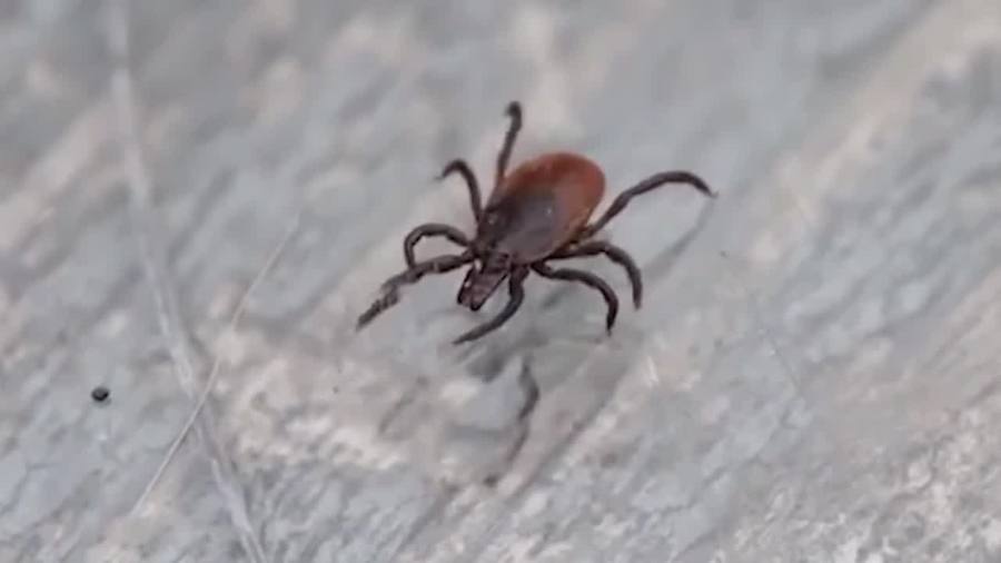 lyme-disease-cases-rising-in-northeast-ohio-pets:-‘it’s-a-tiny,-tiny,-tiny-tick’