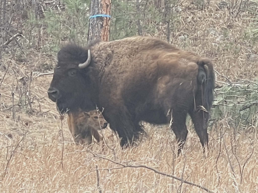 bison-kills-70-year-old-woman-in-custer-state-park