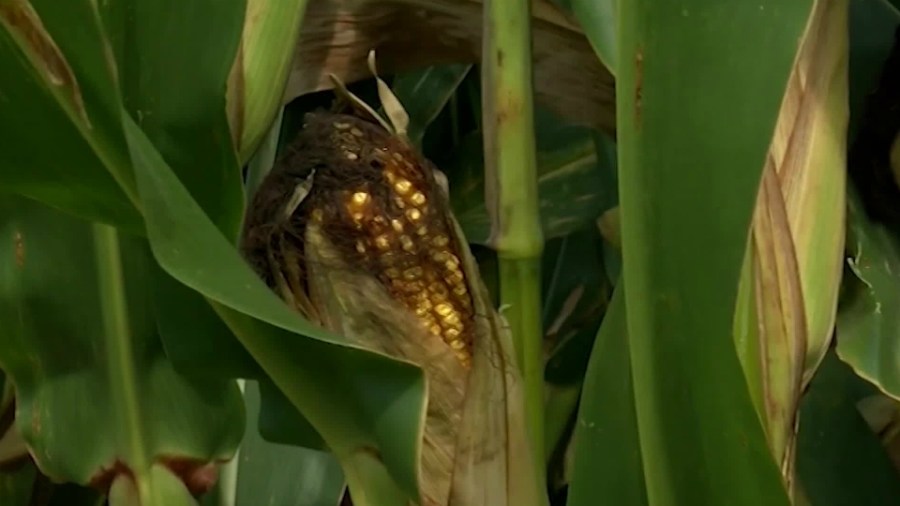corn-yields-at-risk-as-nitrogen-prices-soar