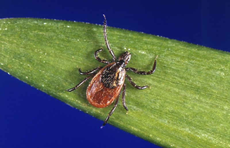 these-states-are-seeing-their-worst-tick-activity-in-nearly-10-years:-data