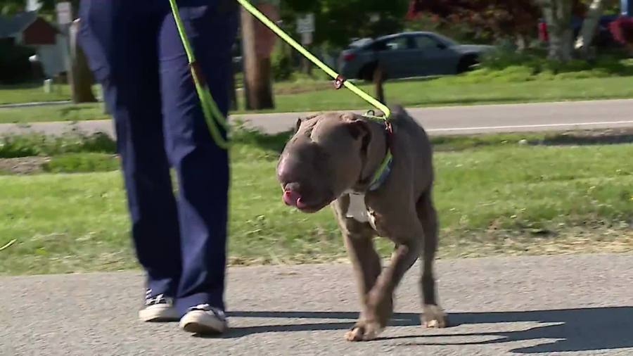rescued-dog-found-tied-to-pole-in-ohio-has-died.-but-not-before-celebrating-bucket-list-birthday