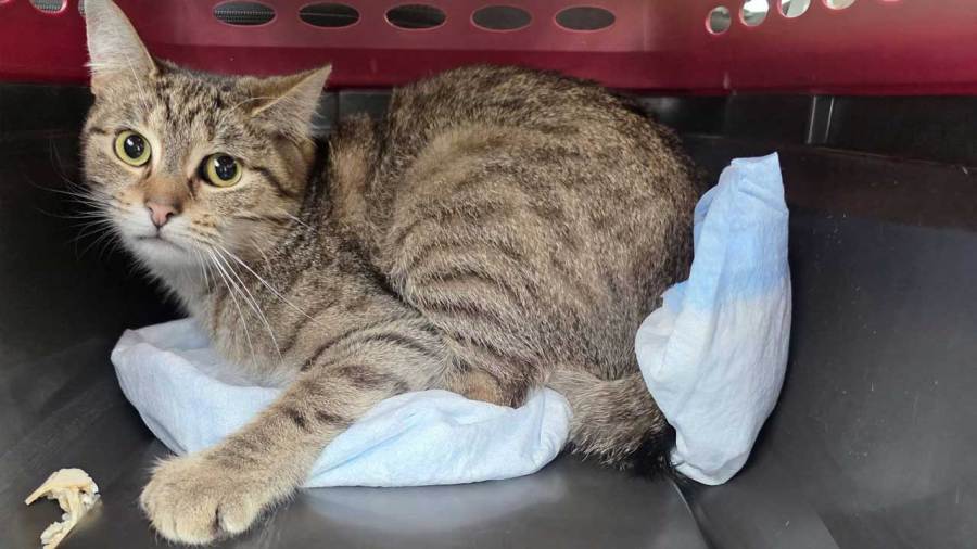 14-animals-rescued-from-warren-home