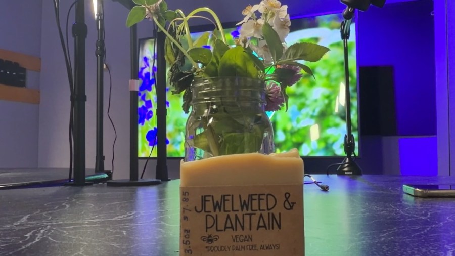weeds-or-wealth?-the-secret-medicine-in-your-own-backyard