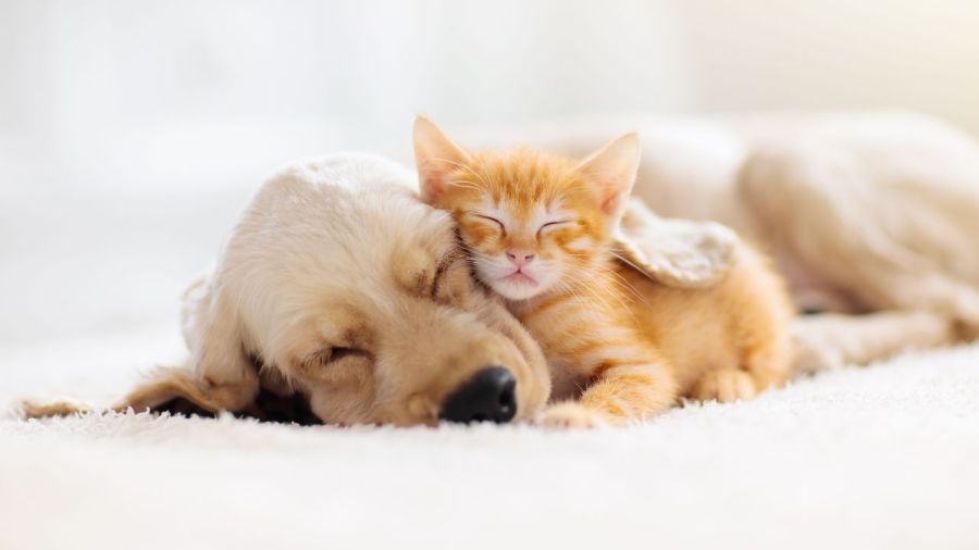 how-paying-for-pet-care-and-ohio-law-could-clash