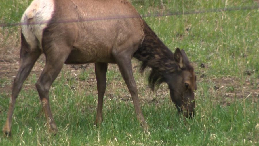 ‘thought-we-might-die’:-two-terrifying-elk-encounters-in-colorado