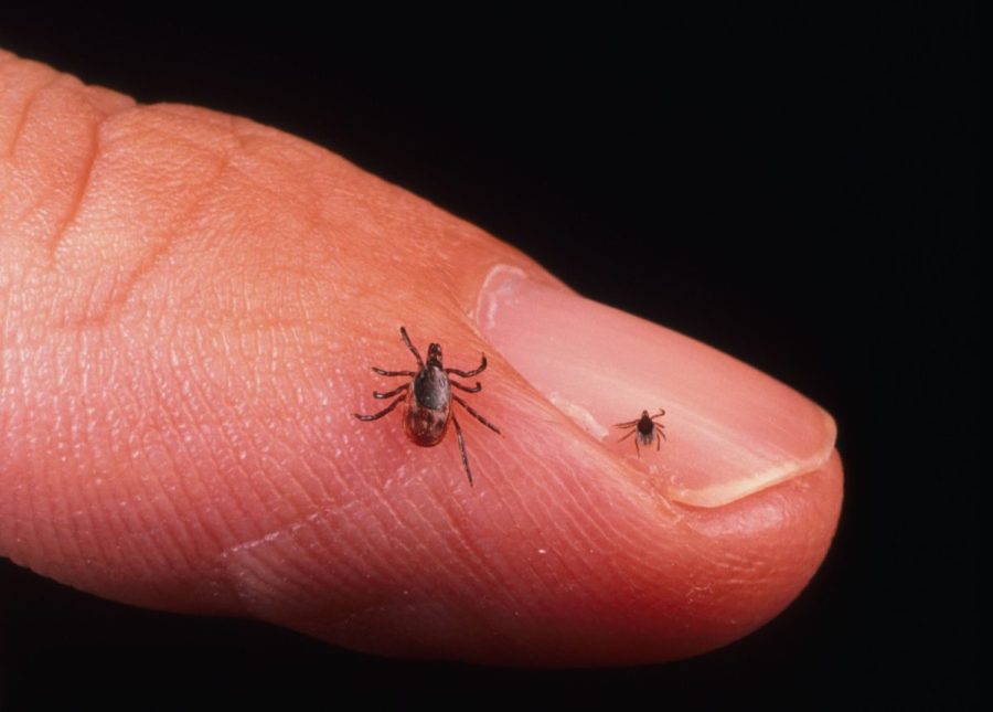 us-tick-activity-at-highest-in-a-decade.-here’s-how-to-protect-yourself