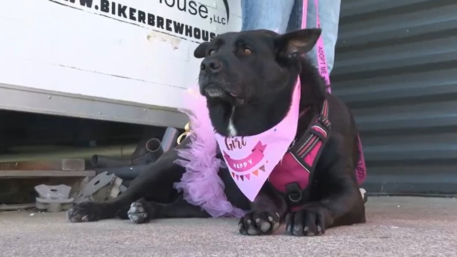 shelter-dog-celebrates-with-birthday-bash-in-hopes-of-finding-a-furr-ever-home
