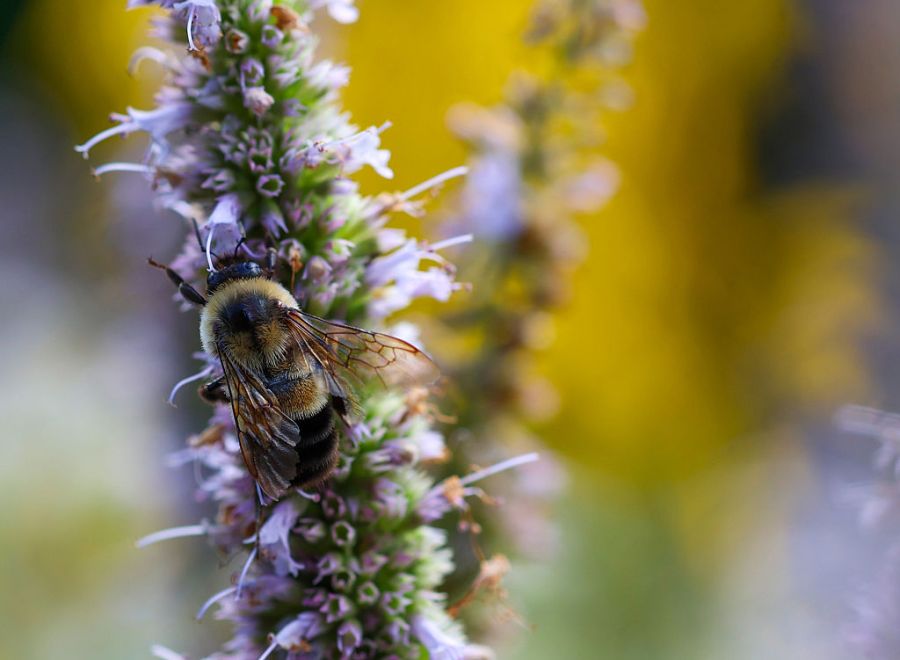 rare,-endangered-bee-gets-habitat-protection-across-6-states:-here’s-where