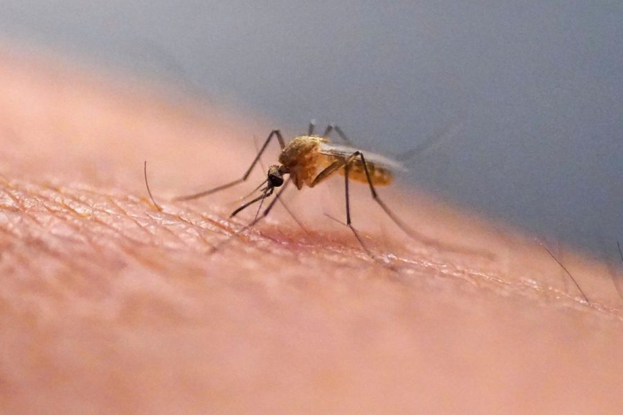 google-wants-to-release-up-to-32-million-‘good’-mosquitoes-in-california-and-florida 