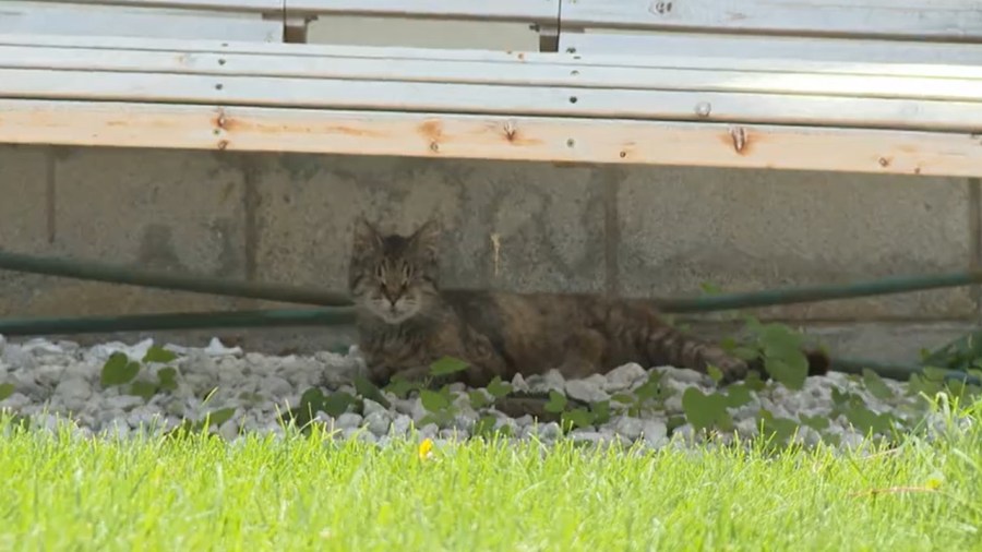 feral-cats-stir-up-trouble-in-youngstown-neighborhood
