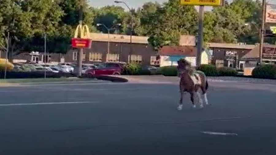 hold-on-to-your-horses:-police-chase-roaming-pony-in-austintown