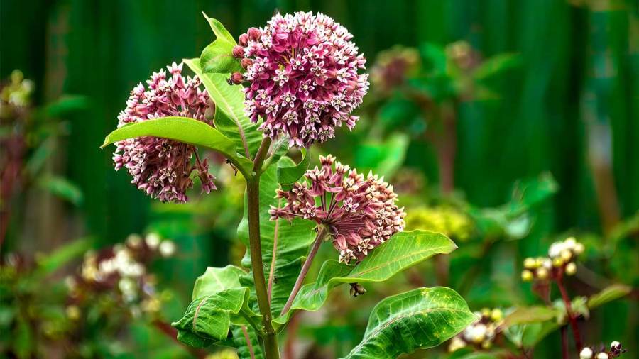 the-different-types-of-milkweed,-and-which-is-best-for-your-yard