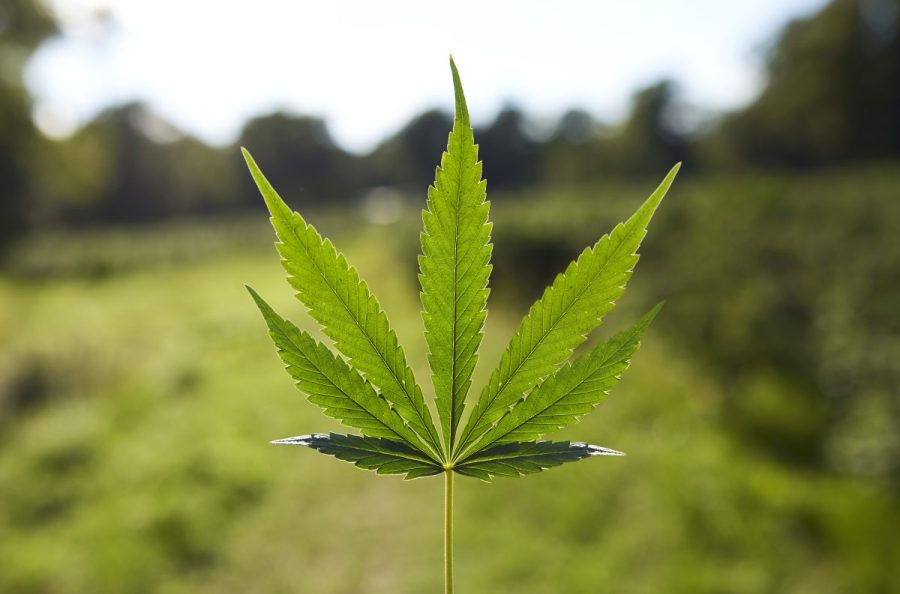 cannabis-companies-hid-health-issues-from-consumers:-federal-lawsuit