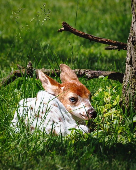 photos!-rare-piebald-fawn-spotted-in-northeast-ohio