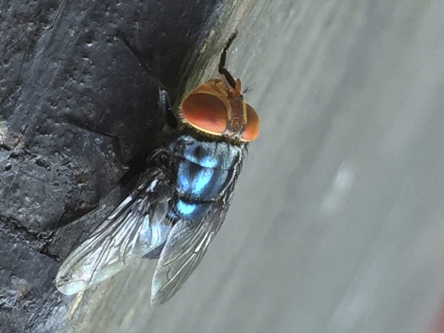 possible-flesh-eating-screwworm-infection-found-in-us