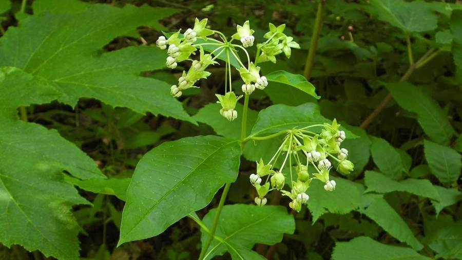 how-planting-native-can-save-homeowners-time-and-money