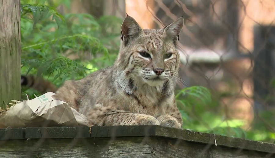 canfield-man-reports-bobcat-sighting-in-his-yard
