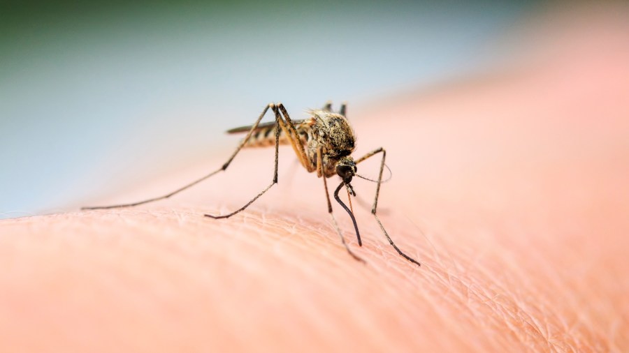 the-surprising-strategy-for-keeping-mosquitoes-away