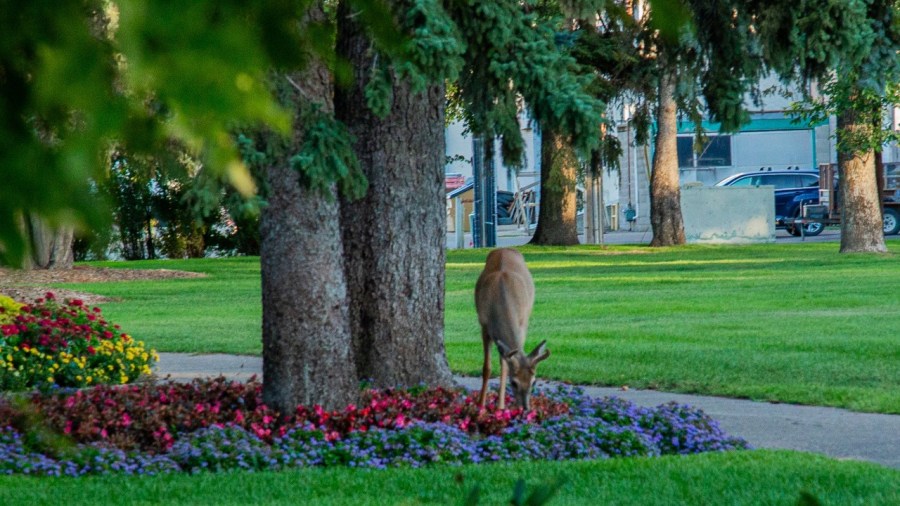native-ohio-plants-that-deer-won’t-eat