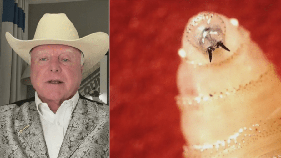 texas-ag-commissioner-slams-usda-screwworm-response