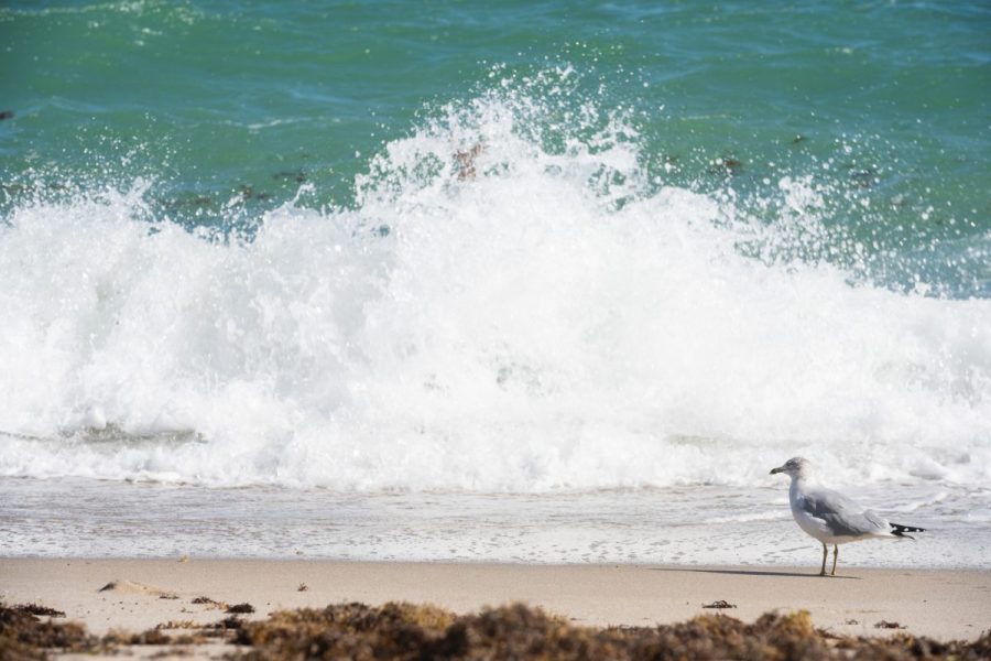body-of-american-airlines-flight-attendant-found-washed-ashore-at-florida-beach